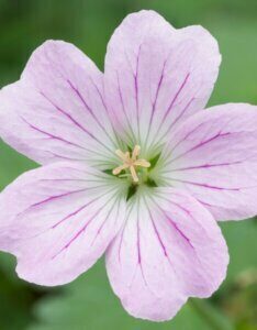 Geranium Dreamland – Géranium vivace - Fleur en gros plan