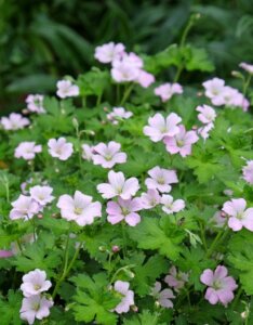 Geranium Dreamland – Géranium vivace - Fleurs et feuillage