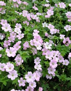 Geranium Dreamland – Géranium vivace - Vue d'ensemble