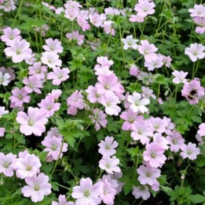 Geranium Dreamland – Géranium vivace - Vue d'ensemble