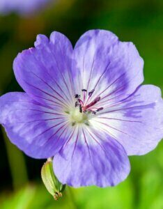 Geranium Gerwat Rozanne – Géranium vivace - Fleur en gros plan
