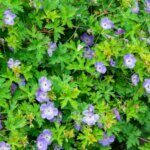 Geranium Gerwat Rozanne – Géranium vivace - Vue d'ensemble