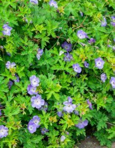Geranium Gerwat Rozanne – Géranium vivace - Vue d'ensemble