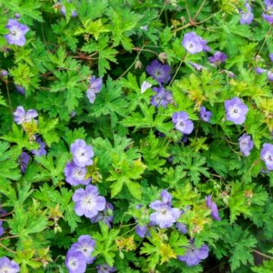 Geranium Gerwat Rozanne – Géranium vivace - Vue d'ensemble