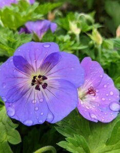Geranium Johnson Blue – Géranium vivace bleu classique - Fleur en gros plan