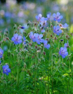 Geranium Johnson Blue – Géranium vivace bleu classique - Fleurs et feuillage