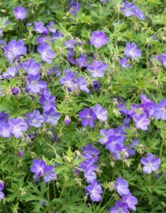Geranium Johnson Blue – Géranium vivace bleu classique - Vue d'ensemble
