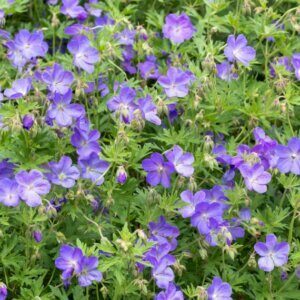 Geranium Johnson Blue – Géranium vivace bleu classique - Vue d'ensemble