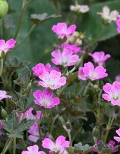 Geranium Orkney Cherry – Géranium vivace - Fleurs