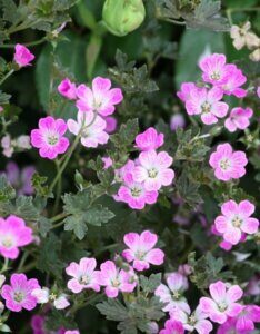 Geranium Orkney Cherry – Géranium vivace - Fleurs et feuillage