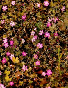 Geranium Orkney Cherry – Géranium vivace - Vue d'ensemble
