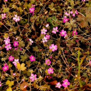 Geranium Orkney Cherry – Géranium vivace - Vue d'ensemble