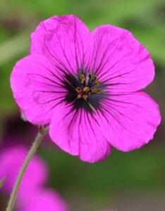 Geranium Patricia – Géranium vivace - Fleur en gros plan
