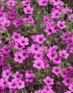 Geranium Patricia – Géranium vivace - Vue d'ensemble