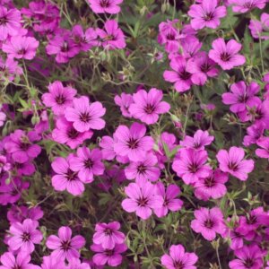 Geranium Patricia – Géranium vivace - Vue d'ensemble