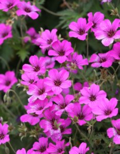 Geranium Patricia – Géranium vivace - Fleurs