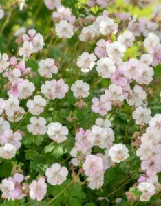 Geranium cantabrigiense Biokovo – Géranium vivace - Fleurs et feuillage