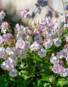 Geranium cantabrigiense Biokovo – Géranium vivace - Vue d'ensemble
