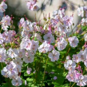 Geranium cantabrigiense Biokovo – Géranium vivace - Vue d'ensemble