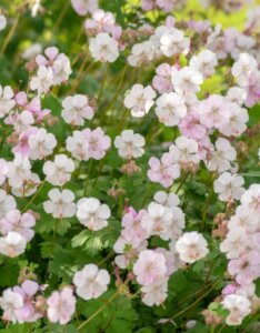 Geranium cantabrigiense Biokovo – Géranium vivace - Fleurs et feuillage