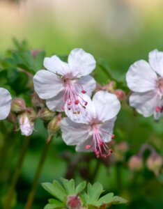 Geranium cantabrigiense Biokovo – Géranium vivace - Fleurs en gros plan