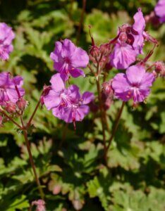 Geranium cantabrigiense Cambridge – Géranium vivace - Fleurs