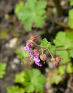 Geranium cantabrigiense Cambridge – Géranium vivace - Fleur et bourgeon