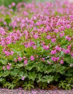 Geranium cantabrigiense Cambridge – Géranium vivace - Vue d'ensemble