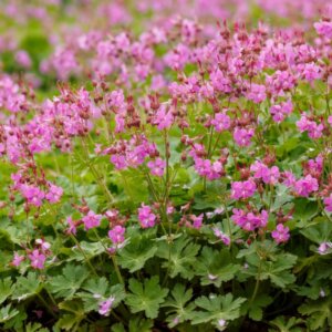 Geranium cantabrigiense Cambridge – Géranium vivace - Vue d'ensemble