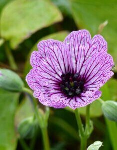 Geranium cinereum Ballerina – Géranium cendré - Fleur en gros plan