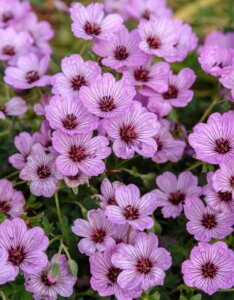 Geranium cinereum Ballerina – Géranium cendré - Fleurs