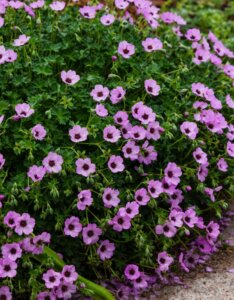 Geranium cinereum Ballerina – Géranium cendré - Vue d'ensemble