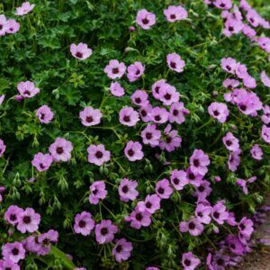 Geranium cinereum Ballerina – Géranium cendré - Vue d'ensemble
