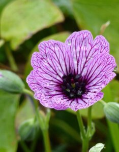 Geranium cinereum Ballerina – Géranium cendré - Fleur en gros plan
