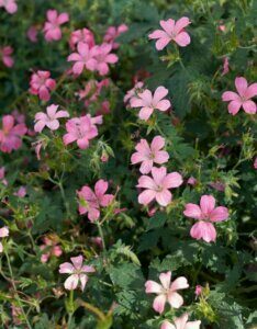 Geranium endressii – Géranium d'Endress - Fleurs et feuillage