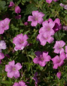 Geranium endressii Wargrave Pink – Géranium d'Endress - Fleurs