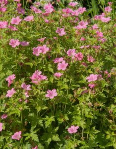Geranium endressii Wargrave Pink – Géranium d'Endress - Vue d'ensemble