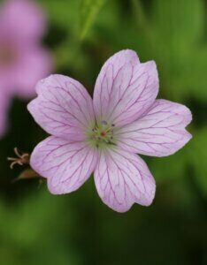 Geranium endressii – Géranium d'Endress - Fleur en gros plan