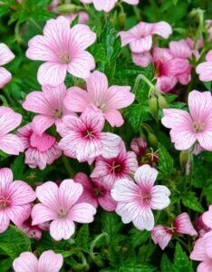 Geranium endressii – Géranium d'Endress - Fleurs