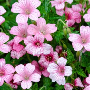 Geranium endressii – Géranium d'Endress - Fleurs