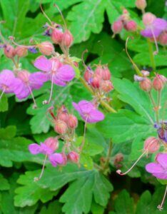 Geranium macrorrhizum Czakor – Géranium à gros rhizome - Fleurs en gros plan