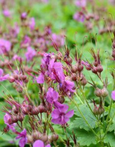Geranium macrorrhizum Czakor – Géranium à gros rhizome - Fleurs et bourgeons