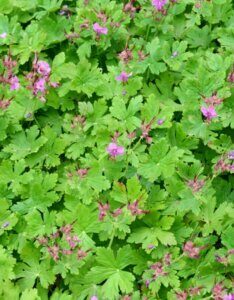 Geranium macrorrhizum Czakor – Géranium à gros rhizome - Vue d'ensemble