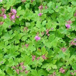 Geranium macrorrhizum Czakor – Géranium à gros rhizome - Vue d'ensemble
