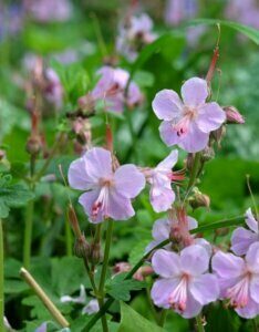 Geranium macrorrhizum Ingwersen Variety – Géranium à gros rhizome - Fleurs