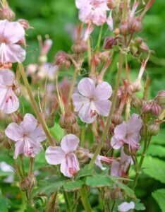 Geranium macrorrhizum Ingwersen Variety – Géranium à gros rhizome - Vue d'ensemble