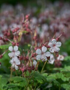 Geranium macrorrhizum Spessart – Géranium à gros rhizome - Fleurs