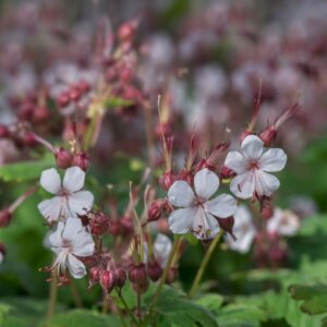 Geranium macrorrhizum Spessart – Géranium à gros rhizome - Fleurs