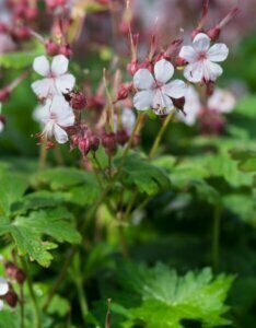 Geranium macrorrhizum Spessart – Géranium à gros rhizome - Fleurs