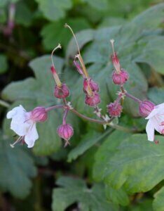 Geranium macrorrhizum Spessart – Géranium à gros rhizome - Fleur et bourgeons